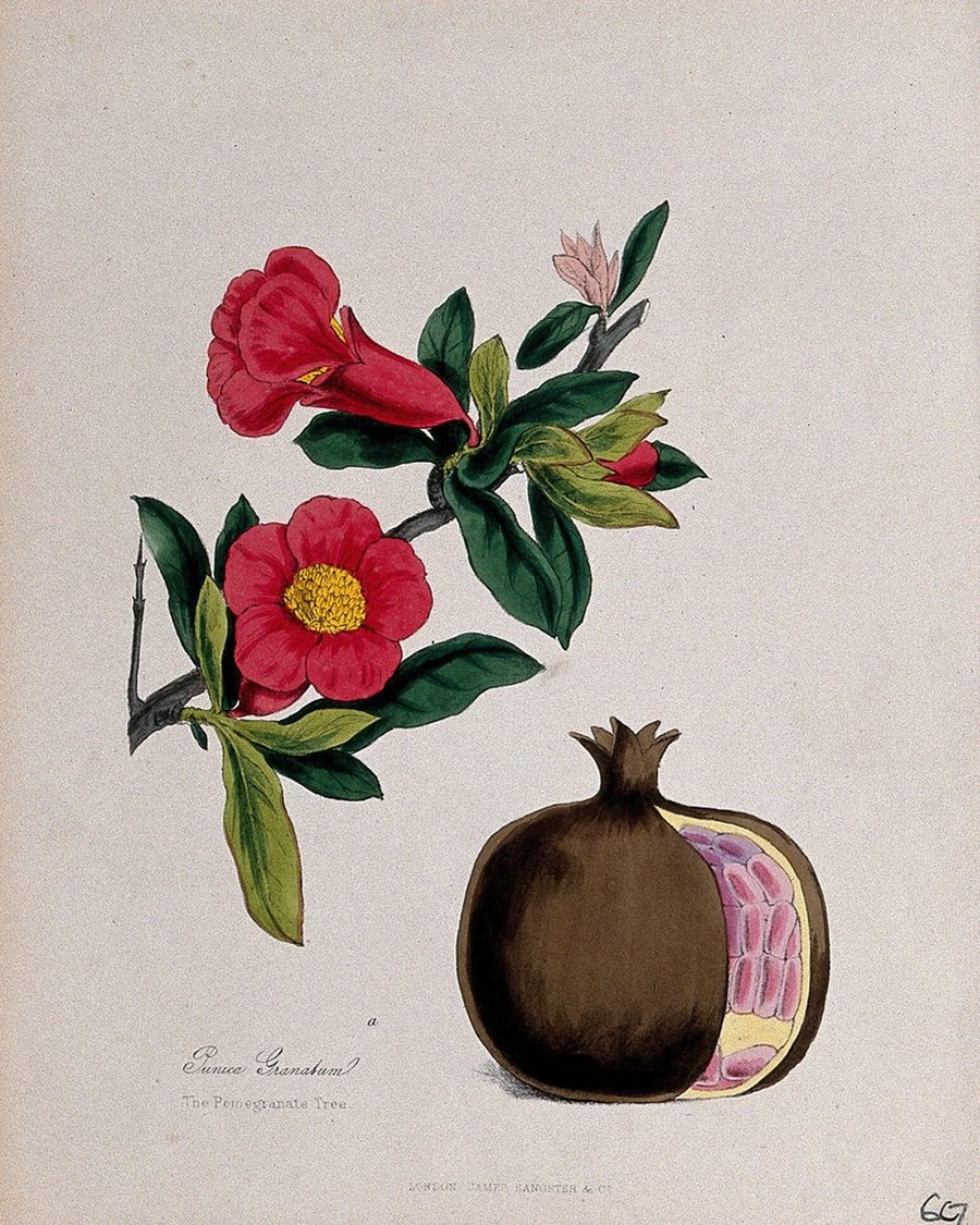 Camellia and Pomegranate Print