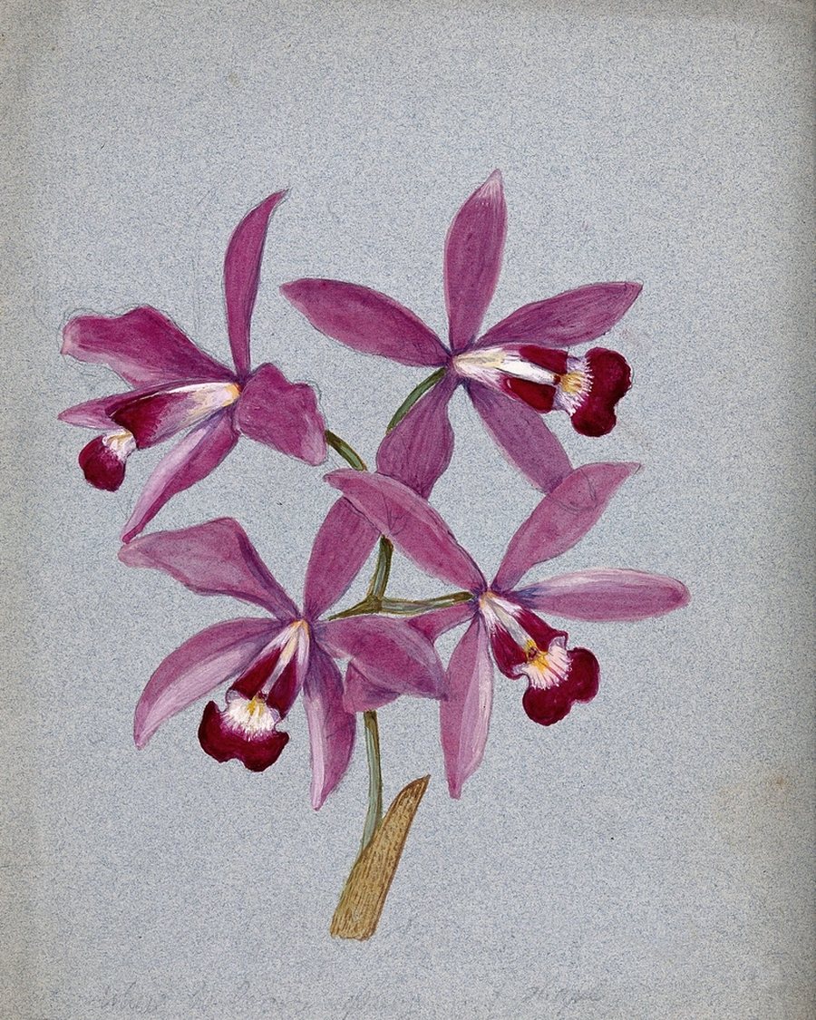 Orchid Botanical Framed Print