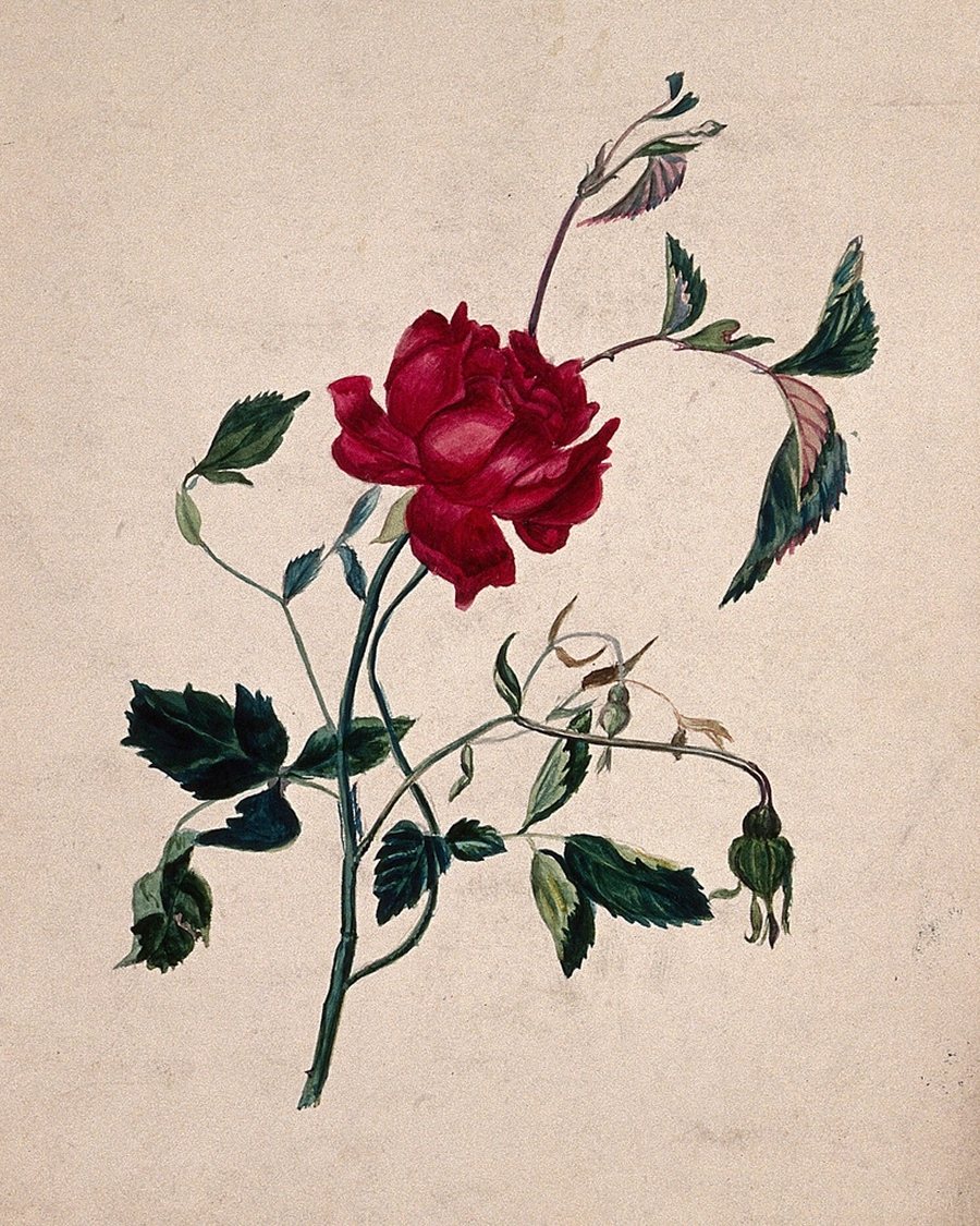 Red Rose Botanical Print