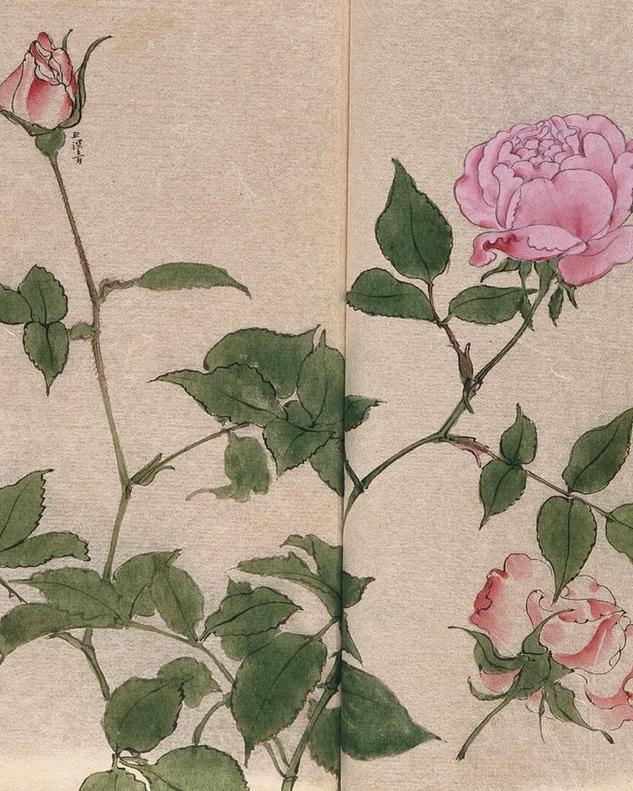 Botanical Rose Study Framed Print