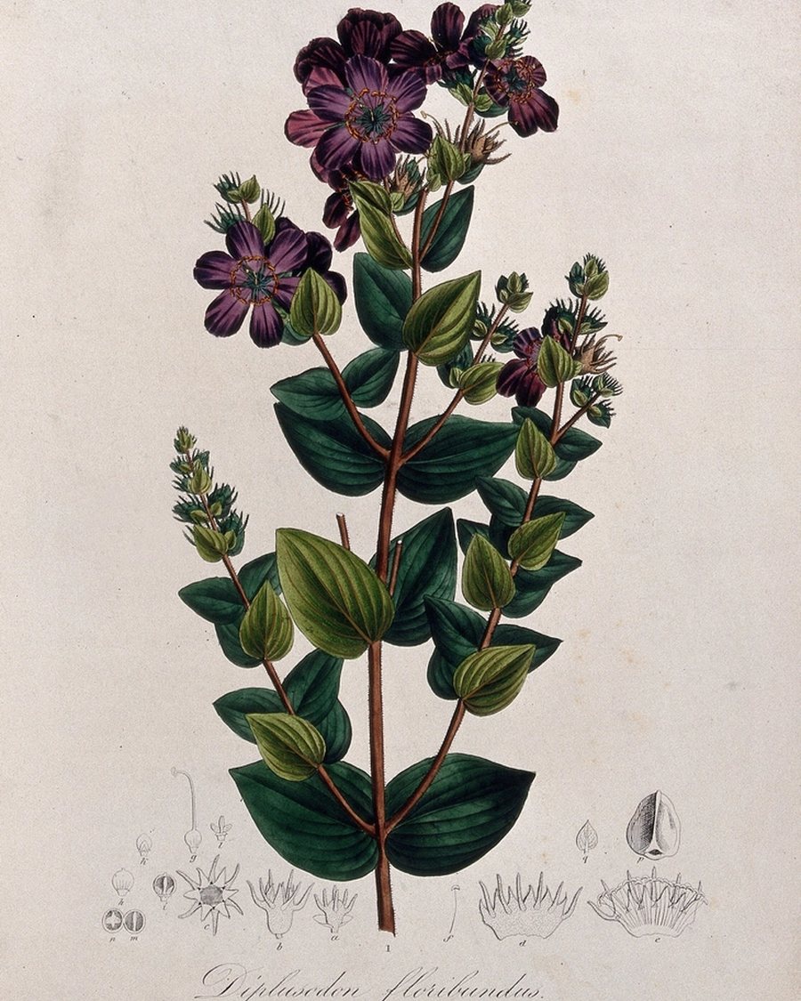 Flowering Sprig Botanical Print