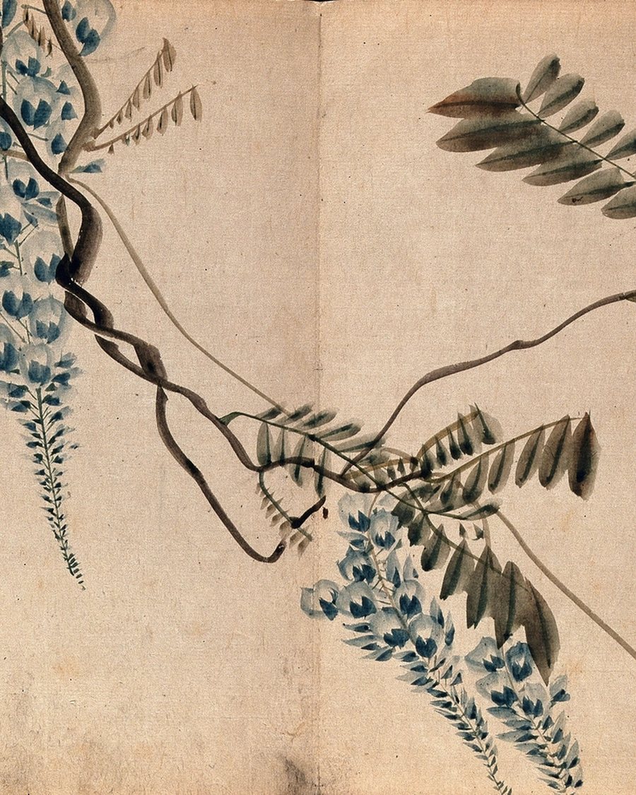 Wisteria Study on Aged Paper