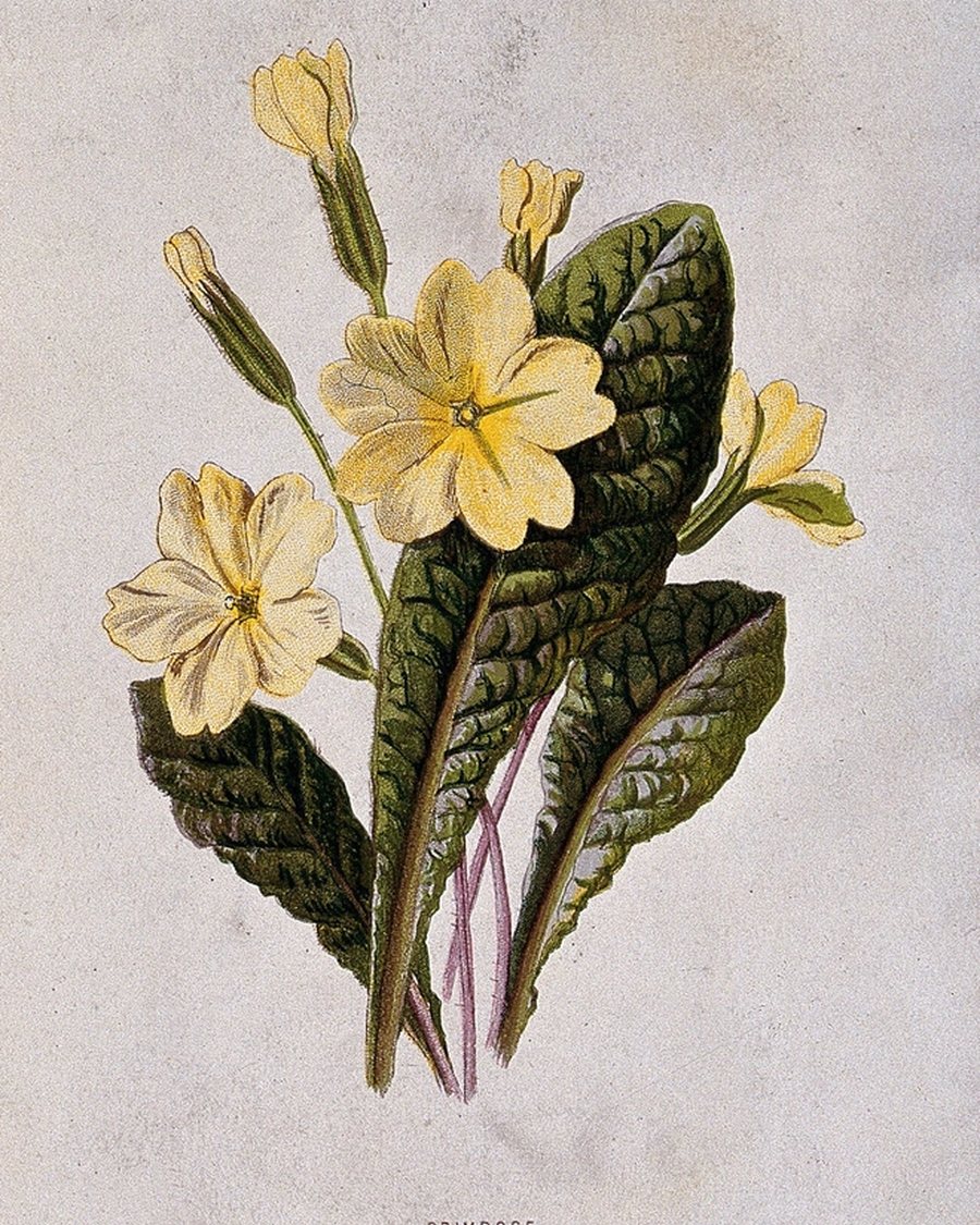 Yellow Primrose Botanical Print