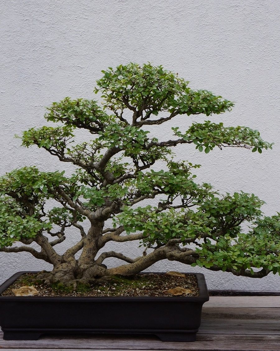 Artificial Juniper Bonsai