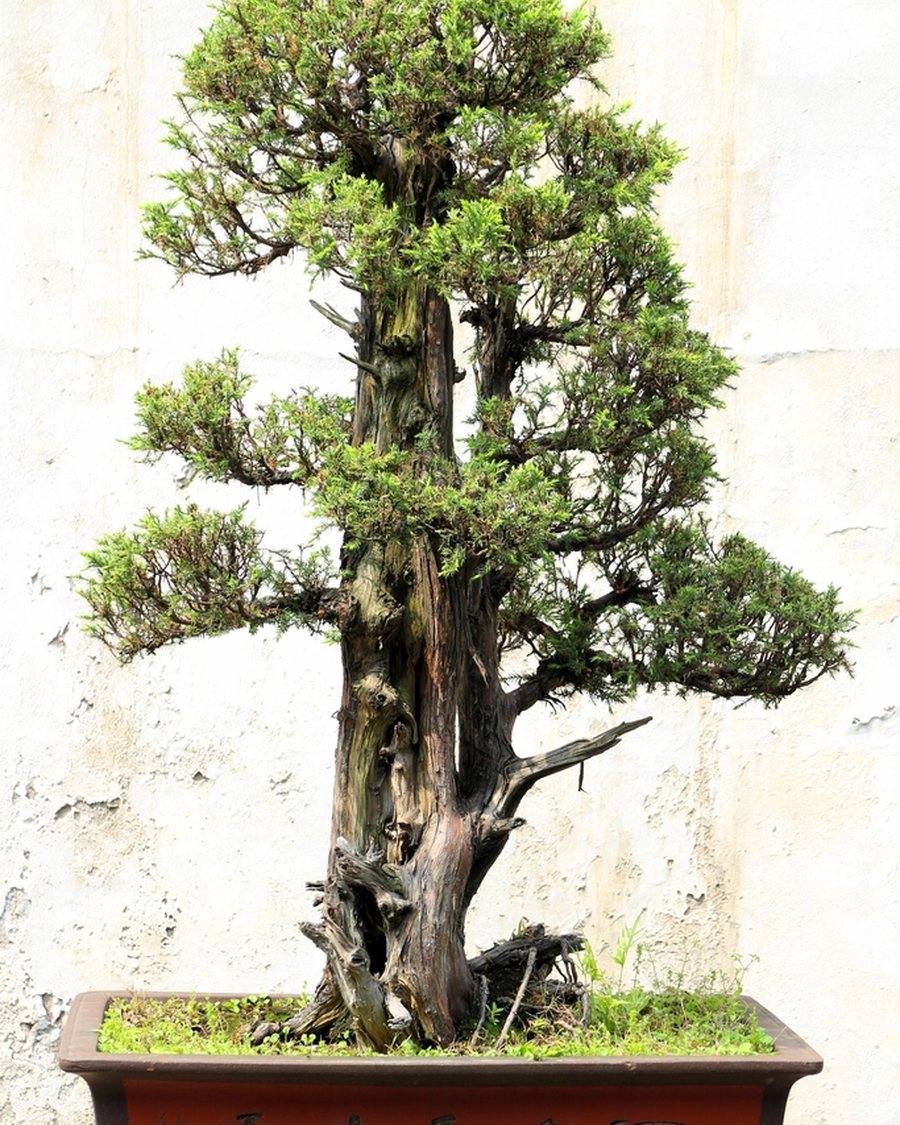 Faux Pine Bonsai in Stone Tray
