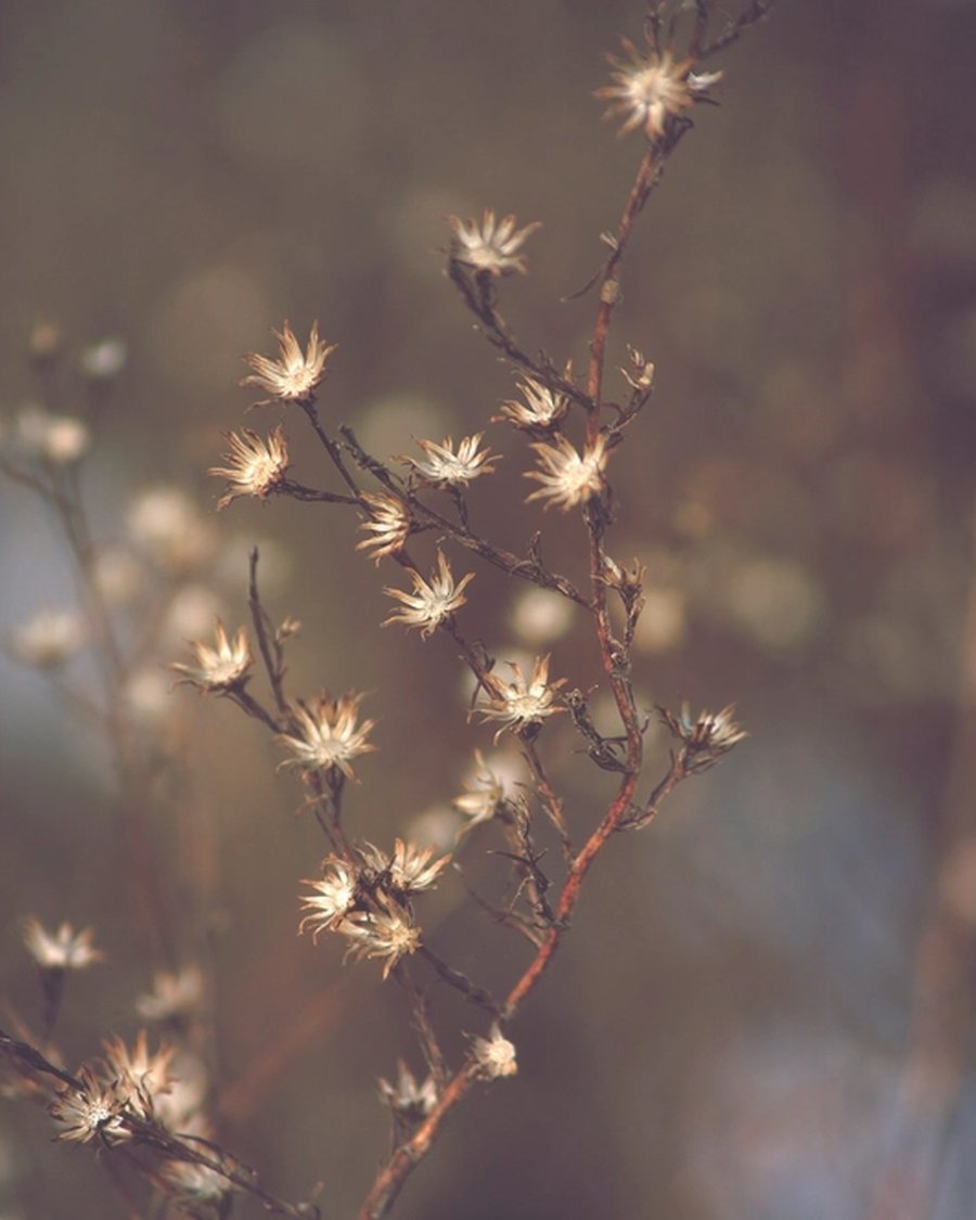 Dried Gypsophila Sprigs, Gold