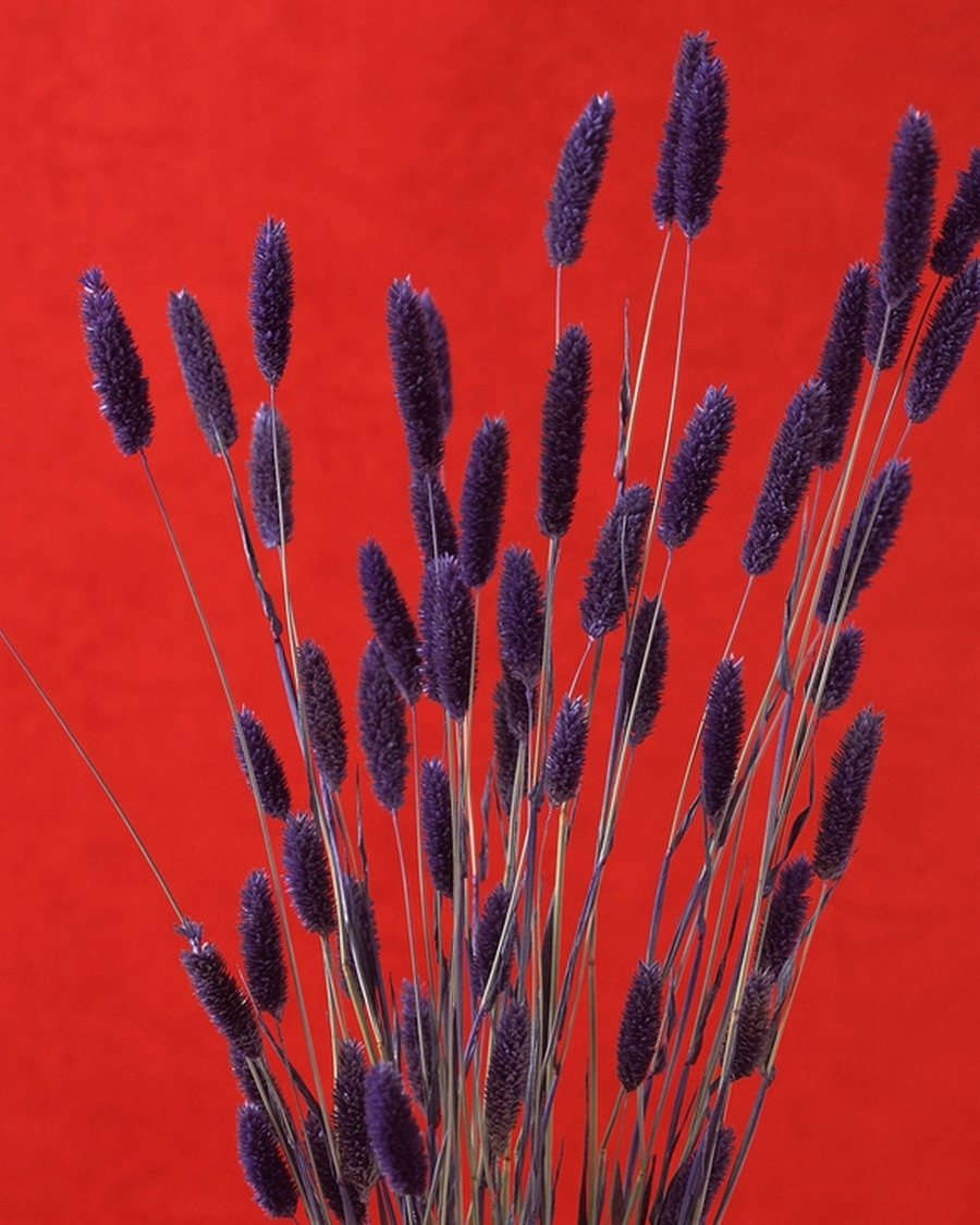 Dried Lavender Bunch