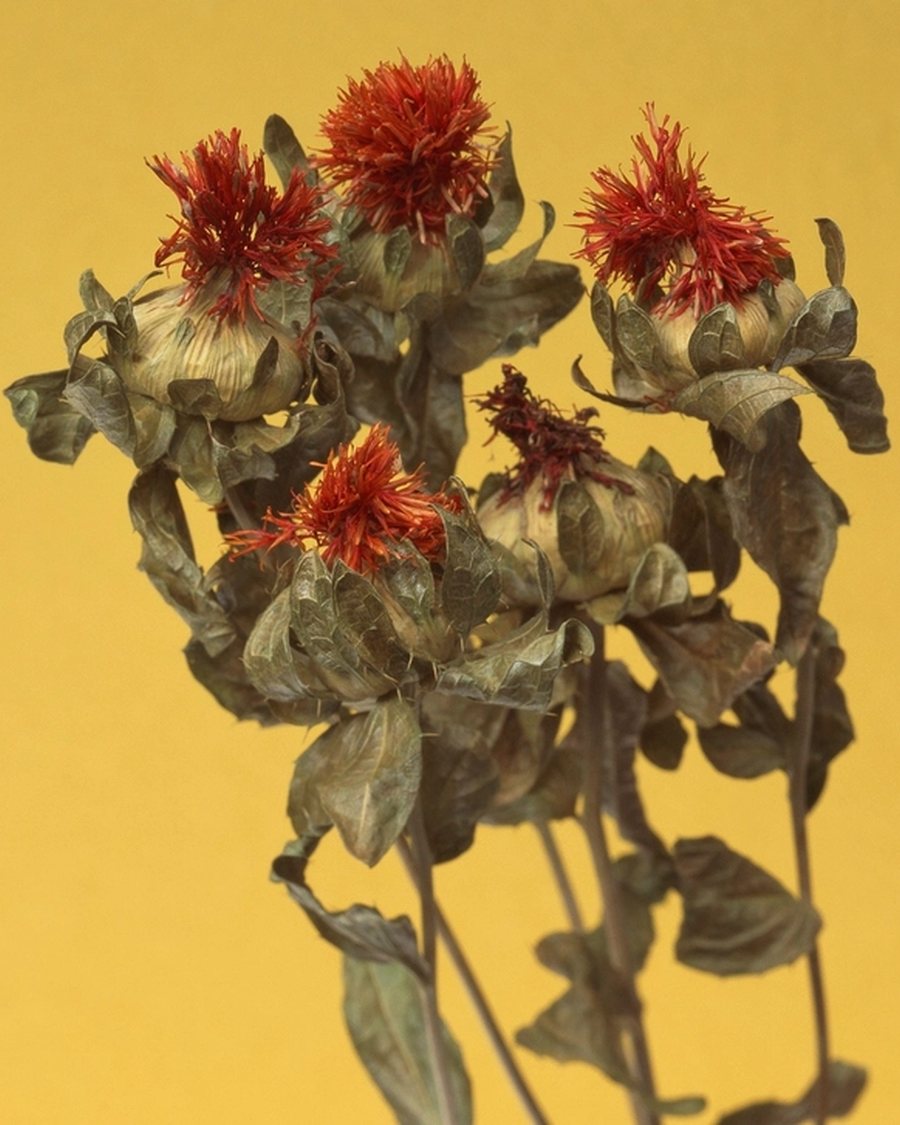 Dried Safflower Bunch, Red and Ochre