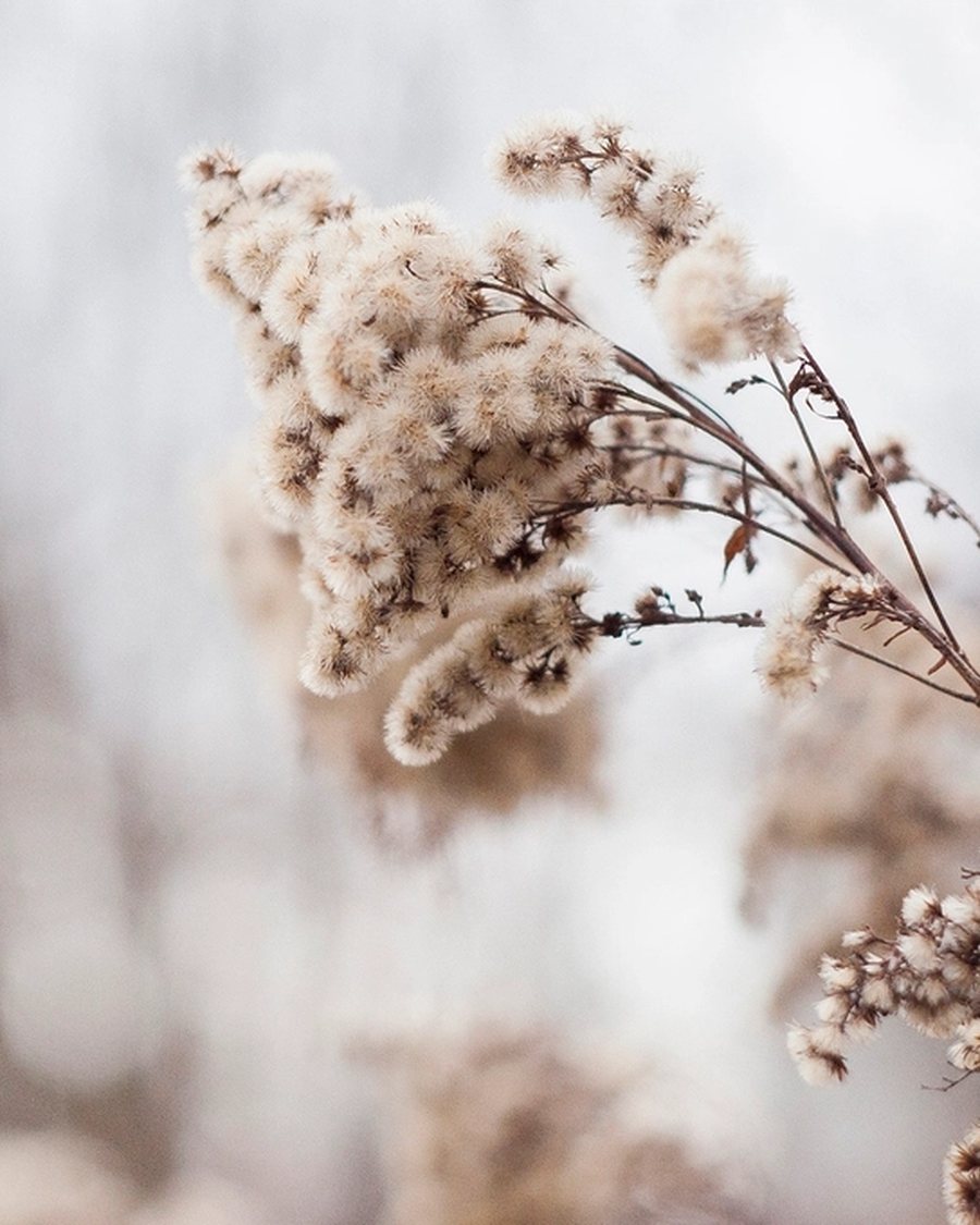 Dried Seedhead Spray, Natural