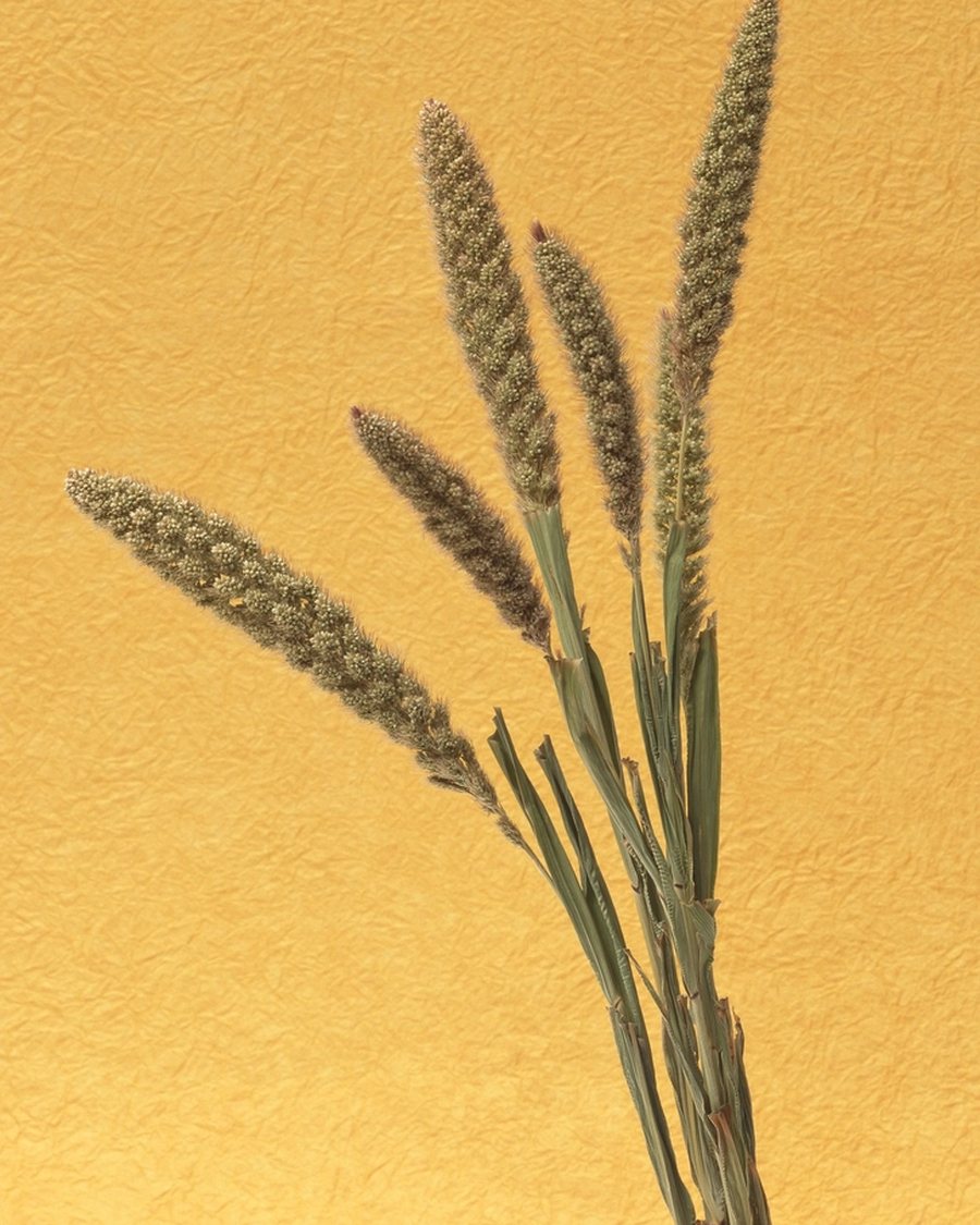 Dried Wheat Sheaf, Gold