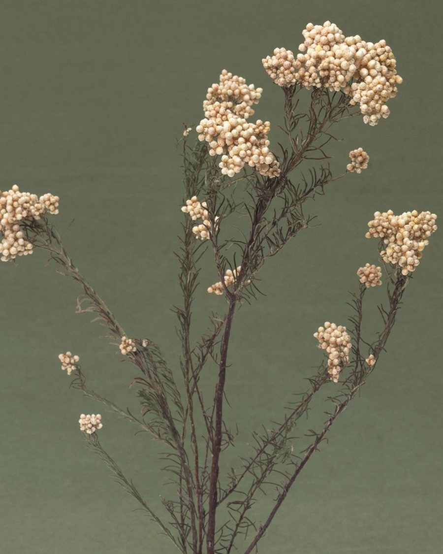 Artificial Plants & Flowers