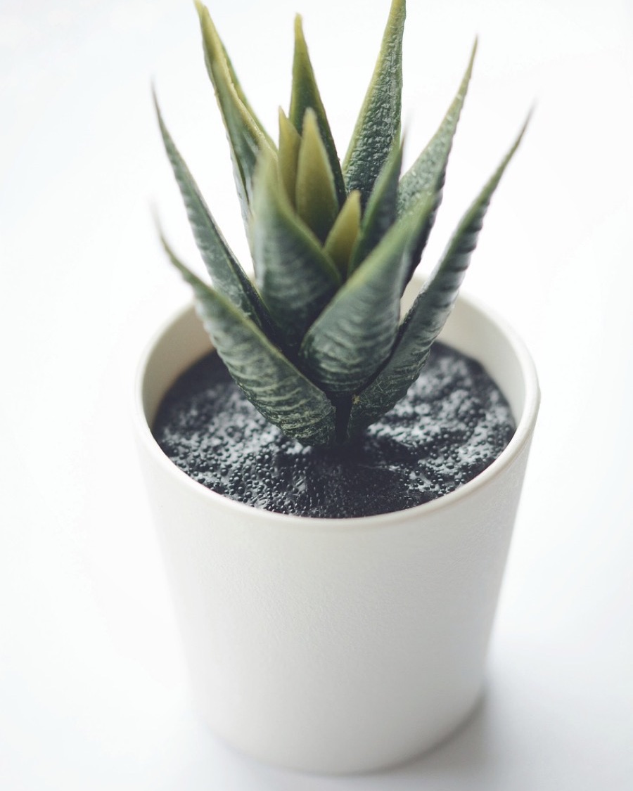 Faux Aloe in White Pot