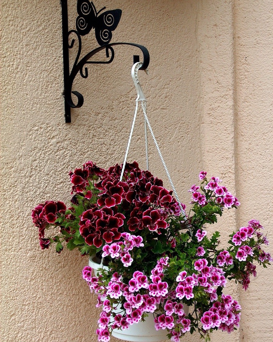 Hanging Planter with Wall Bracket