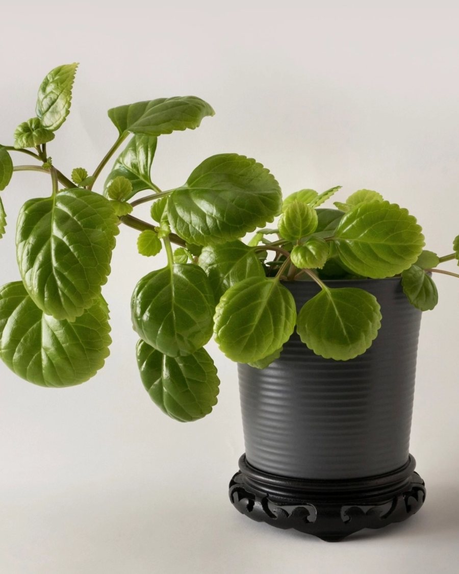 Ribbed Planter with Saucer, Charcoal