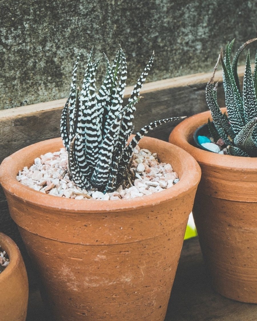 Terracotta Cactus Pots, Set of Three
