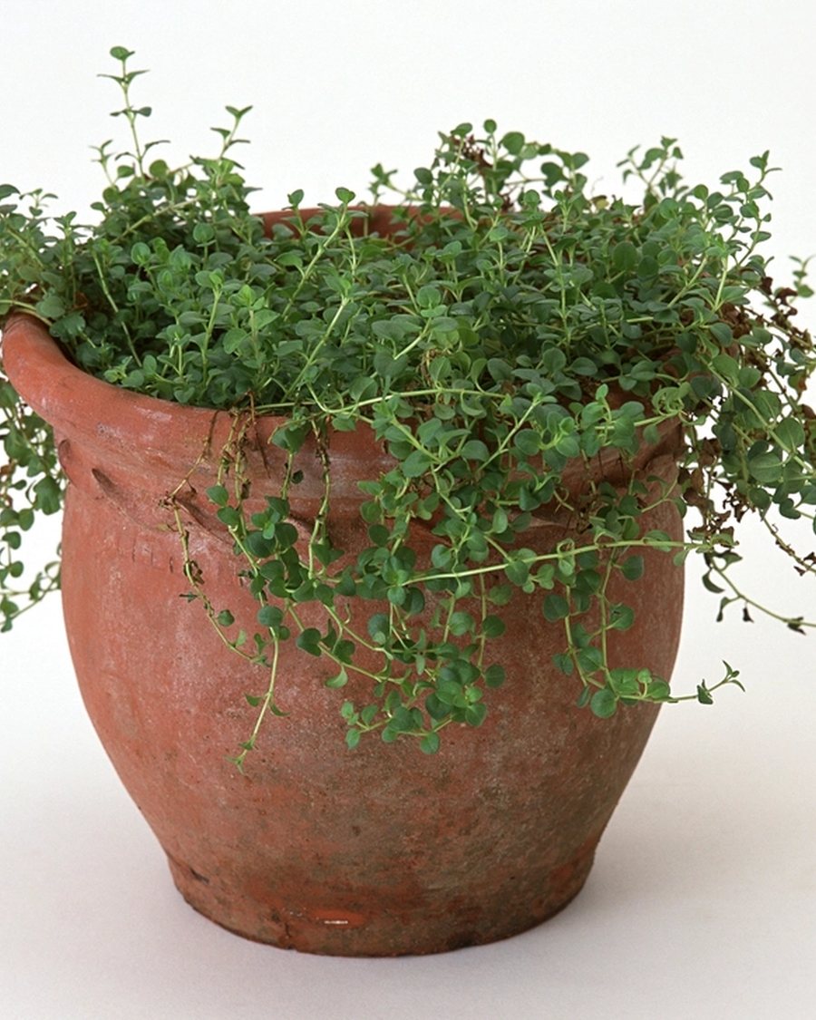 Rolled Rim Terracotta Planter
