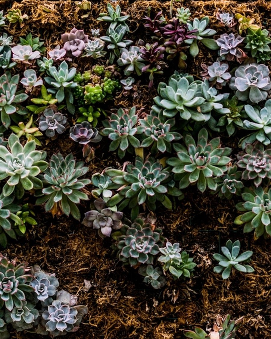 Faux Succulent Carpet Tray