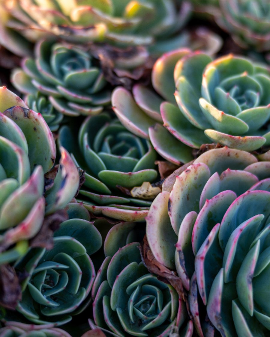 Faux Echeveria Rosette, Teal