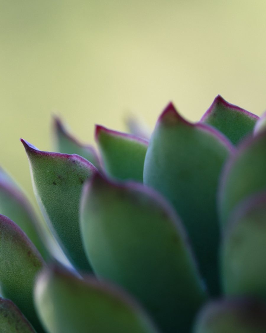 Faux Echeveria Rosette, Green