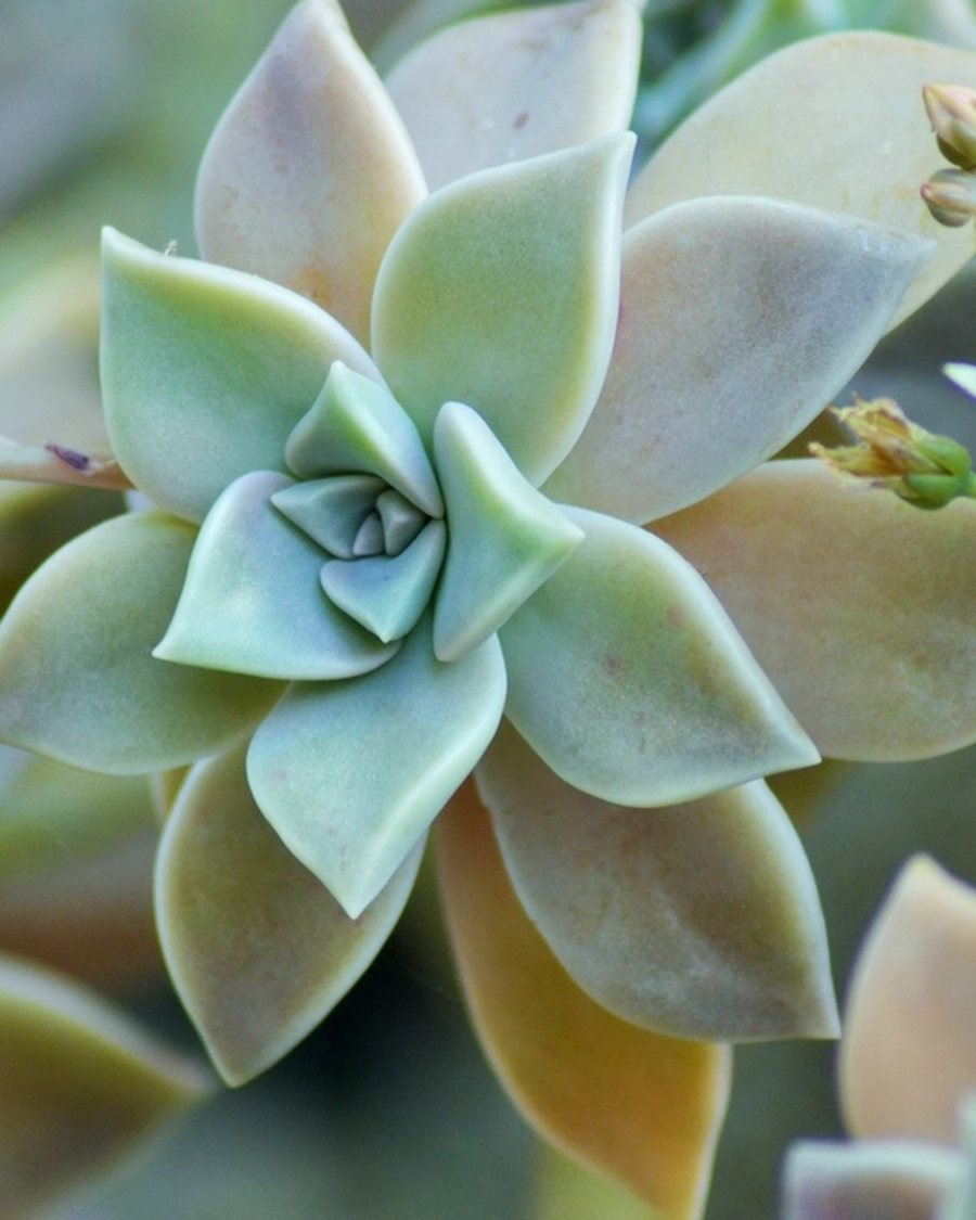 Faux Echeveria Rosette, Pale Blue