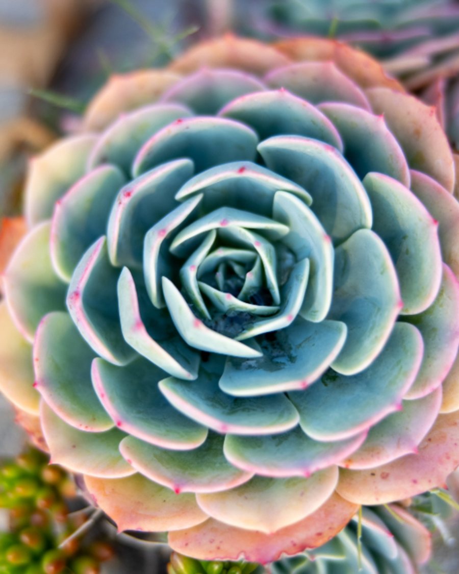 Faux Echeveria Rosette, Pink Tipped