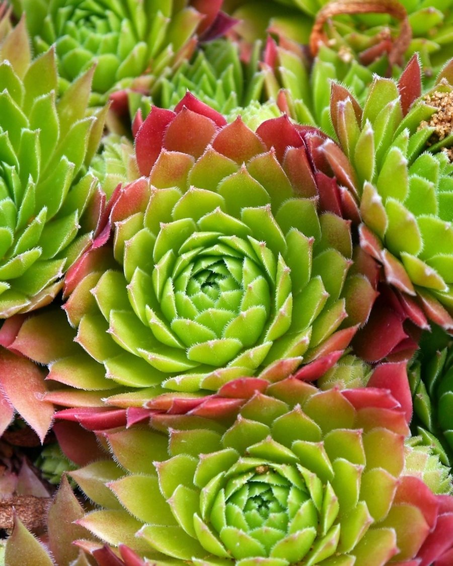Faux Sempervivum Cluster, Red and Green