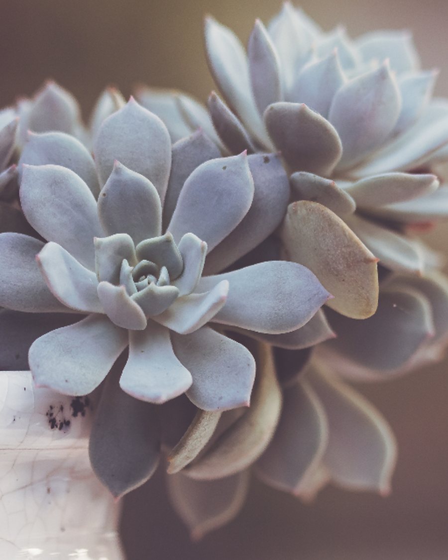Faux Echeveria Rosette, Grey