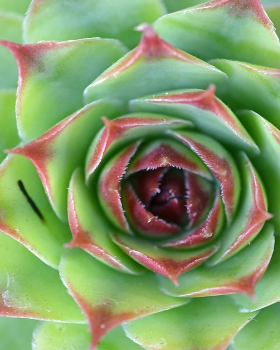 Faux Sempervivum Rosette, Lime